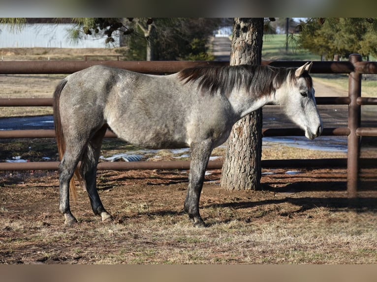 American Quarter Horse Stute 4 Jahre 142 cm Schimmel in Sulphur Springs