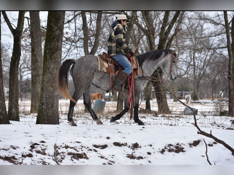 American Quarter Horse Stute 4 Jahre 142 cm Schimmel in Sulphur Springs