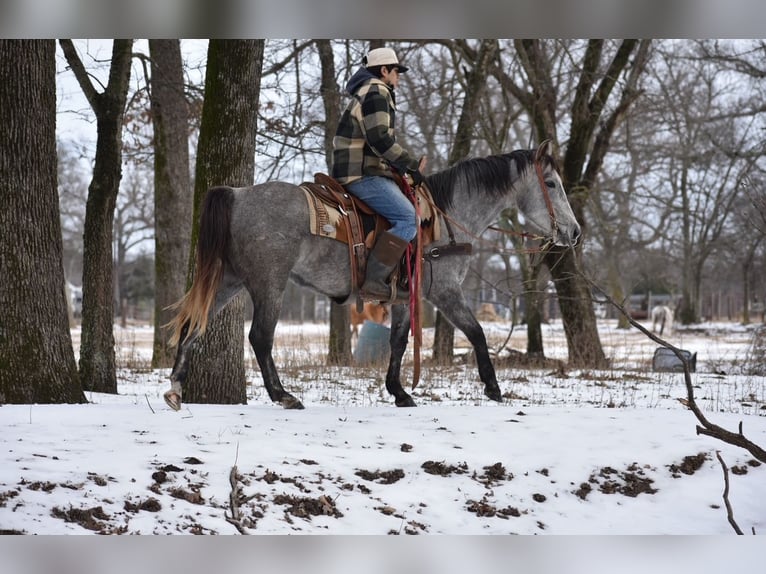 American Quarter Horse Stute 4 Jahre 142 cm Schimmel in Sulphur Springs