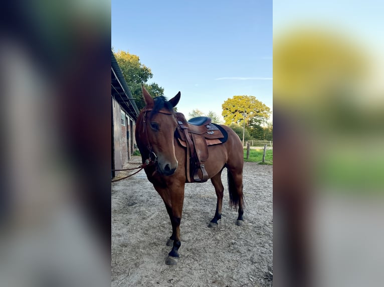 American Quarter Horse Stute 4 Jahre 145 cm Brauner in Bad Zwischenahn