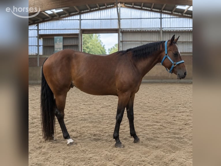 American Quarter Horse Stute 4 Jahre 145 cm Brauner in Gescher