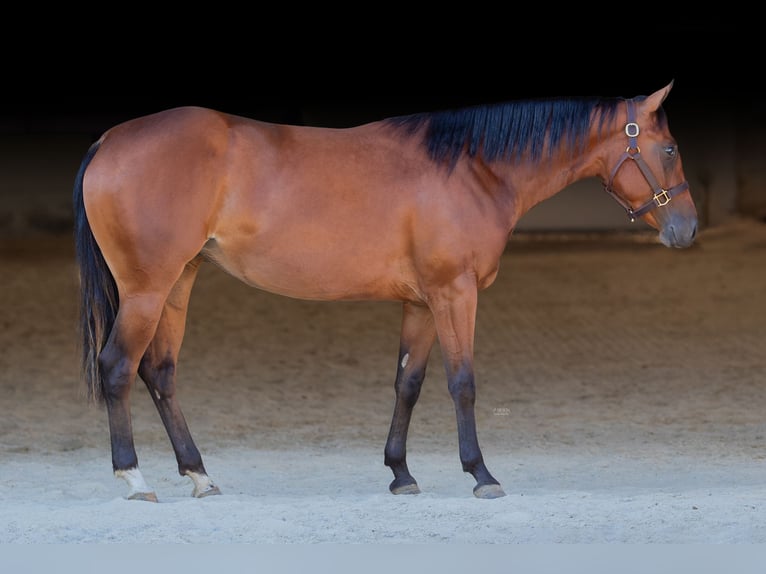 American Quarter Horse Stute 4 Jahre 145 cm Dunkelbrauner in Wilhelmsburg