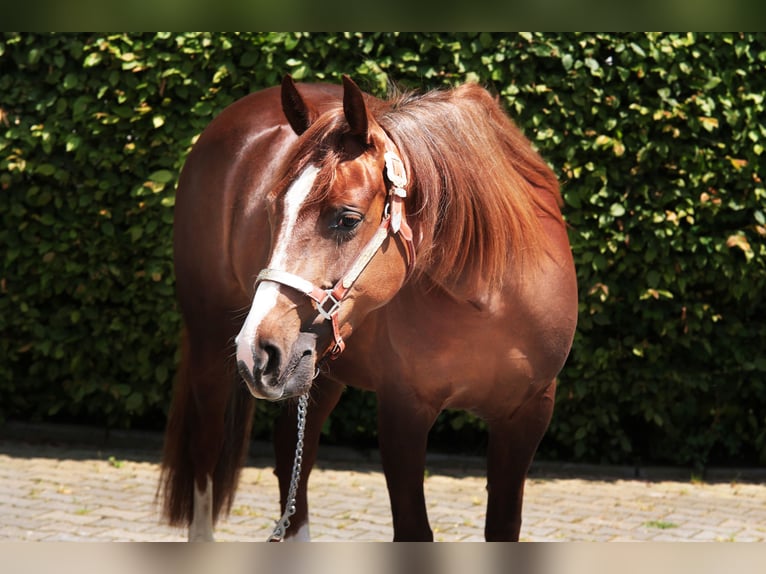 American Quarter Horse Stute 4 Jahre 145 cm Fuchs in Windeck