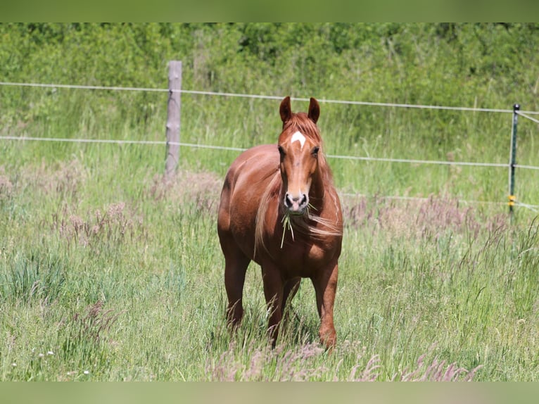 American Quarter Horse Stute 4 Jahre 145 cm Fuchs in Oberhaid