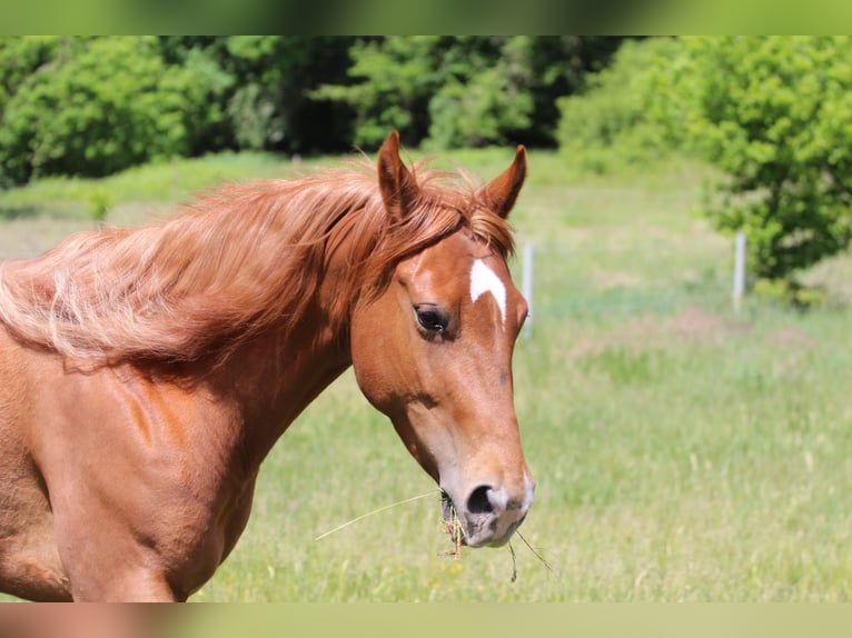 American Quarter Horse Stute 4 Jahre 145 cm Fuchs in Oberhaid