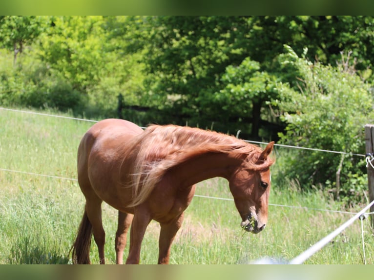 American Quarter Horse Stute 4 Jahre 145 cm Fuchs in Oberhaid
