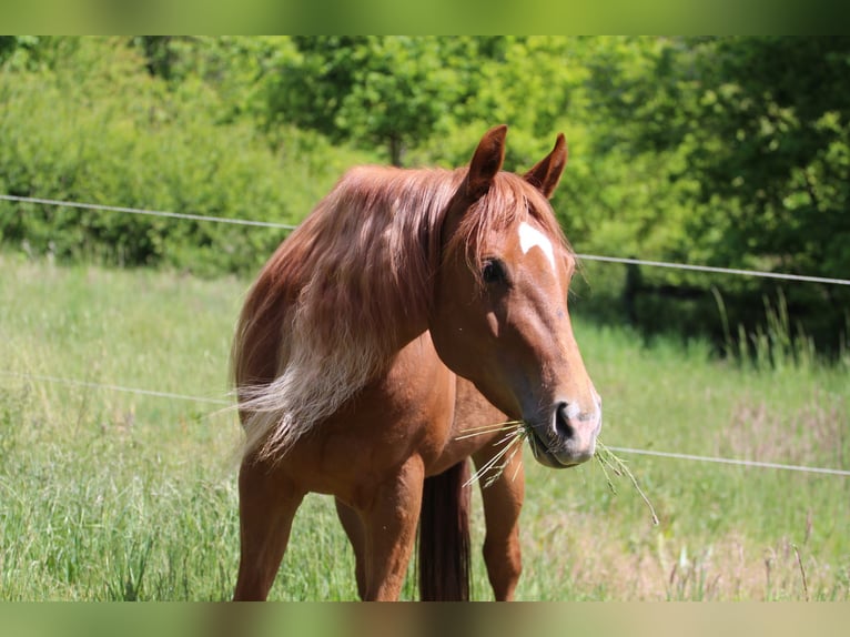 American Quarter Horse Stute 4 Jahre 145 cm Fuchs in Oberhaid