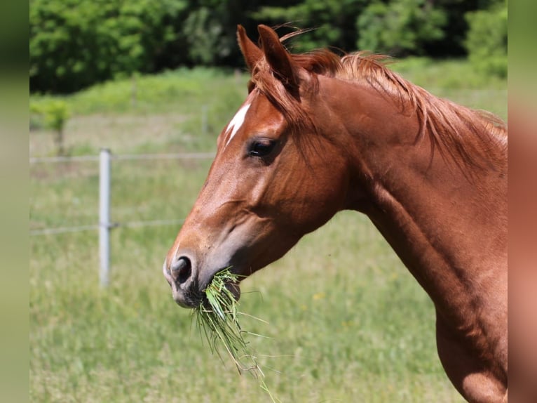 American Quarter Horse Stute 4 Jahre 145 cm Fuchs in Oberhaid