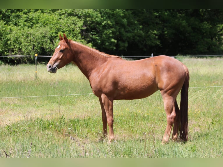 American Quarter Horse Stute 4 Jahre 145 cm Fuchs in Oberhaid