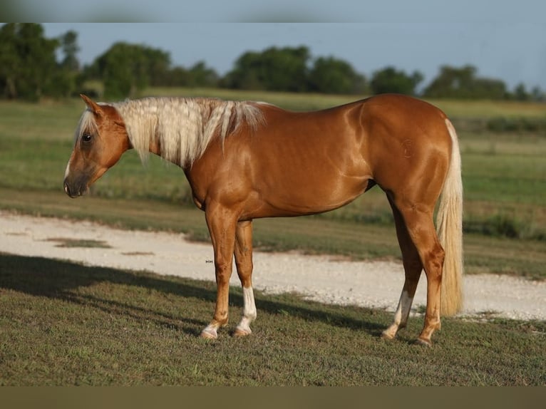 American Quarter Horse Stute 4 Jahre 145 cm Palomino in Granbury TX