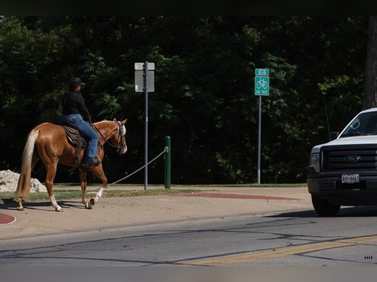 American Quarter Horse Stute 4 Jahre 145 cm Palomino in Granbury TX