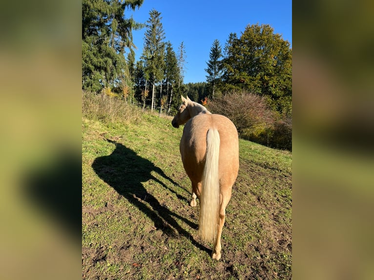 American Quarter Horse Stute 4 Jahre 145 cm Palomino in Bad Urach