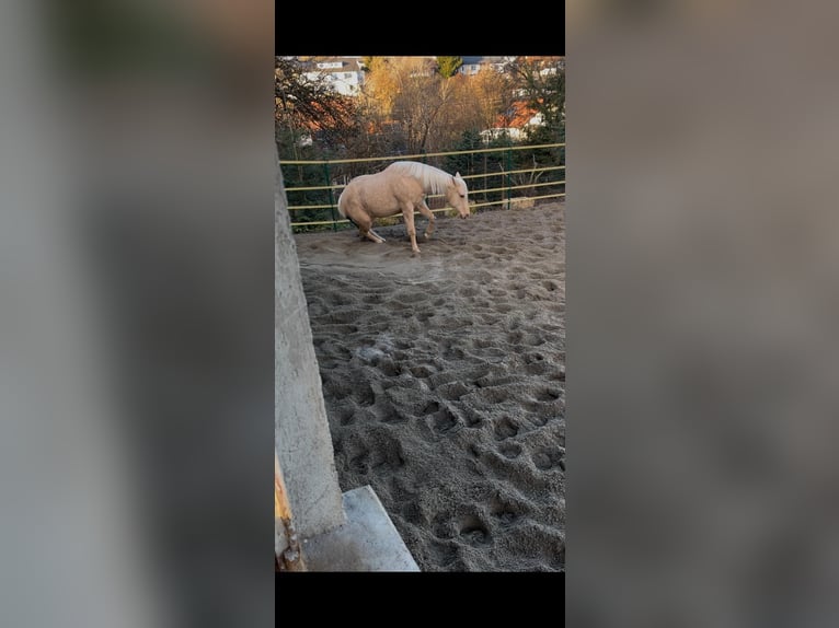 American Quarter Horse Stute 4 Jahre 145 cm Palomino in Bad Urach