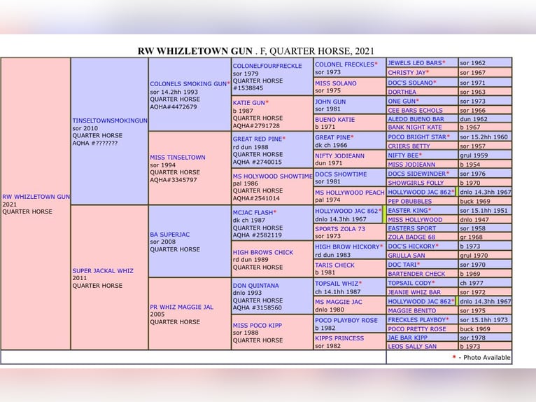 American Quarter Horse Stute 4 Jahre 145 cm Palomino in Bad Laer