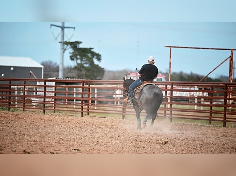 American Quarter Horse Stute 4 Jahre 145 cm Rappe in Normangee