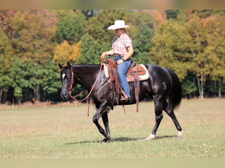 American Quarter Horse Stute 4 Jahre 145 cm Rappe in Clarion, PA