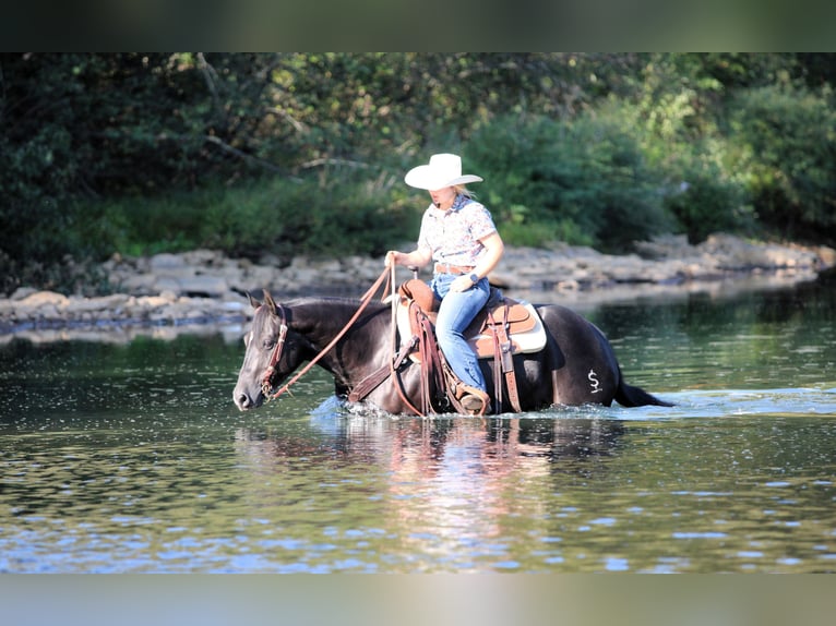American Quarter Horse Stute 4 Jahre 145 cm Rappe in Clarion, PA
