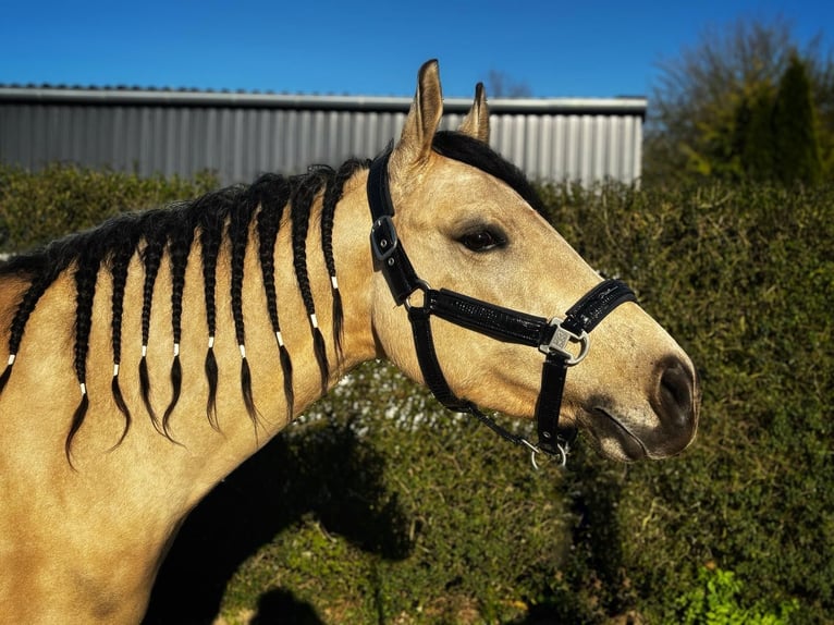 American Quarter Horse Stute 4 Jahre 145 cm in Bad Laer