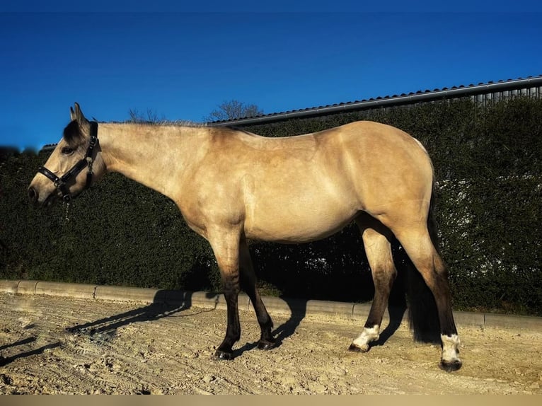 American Quarter Horse Stute 4 Jahre 145 cm in Bad Laer