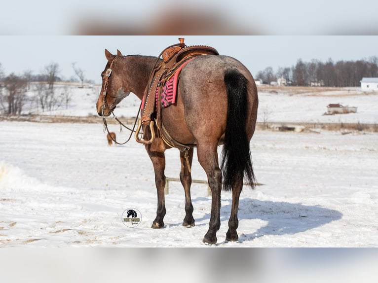 American Quarter Horse Stute 4 Jahre 145 cm Roan-Bay in Fredericksburg