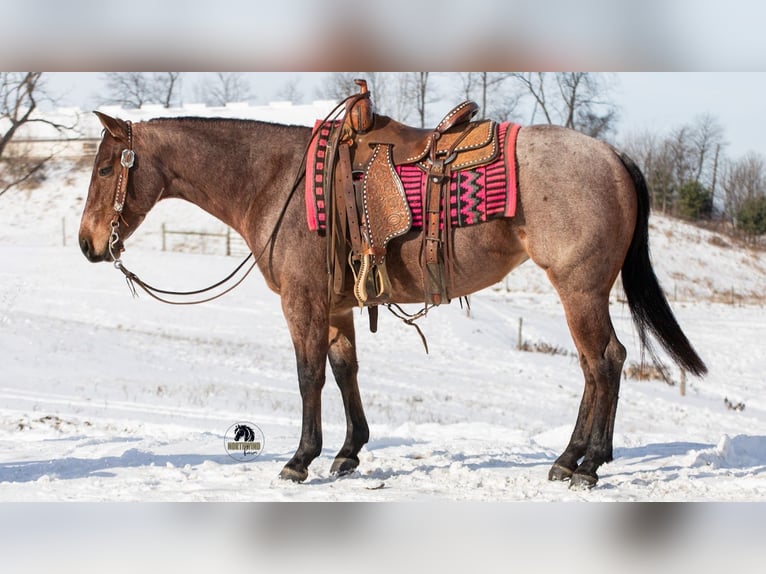 American Quarter Horse Stute 4 Jahre 145 cm Roan-Bay in Fredericksburg