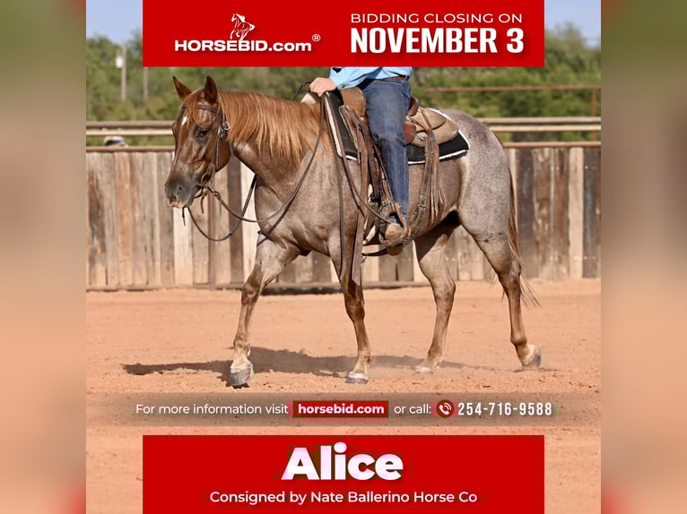 American Quarter Horse Stute 4 Jahre 145 cm Roan-Red in Waco