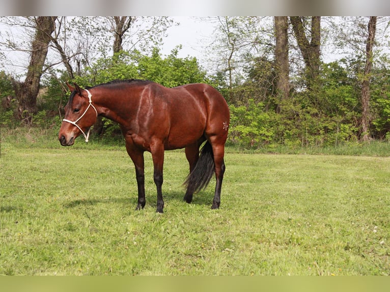 American Quarter Horse Stute 4 Jahre 145 cm Rotbrauner in North Judson IN