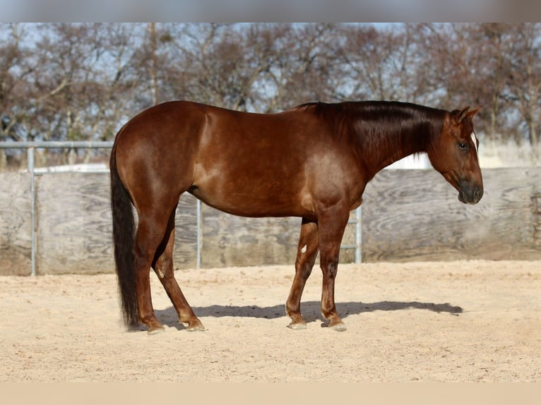 American Quarter Horse Stute 4 Jahre 145 cm Rotfuchs in Decatur