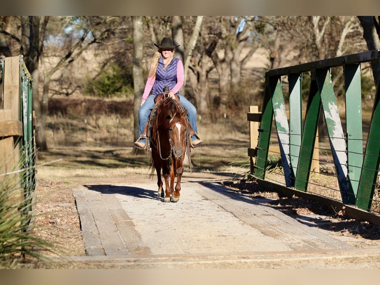 American Quarter Horse Stute 4 Jahre 145 cm Rotfuchs in Decatur