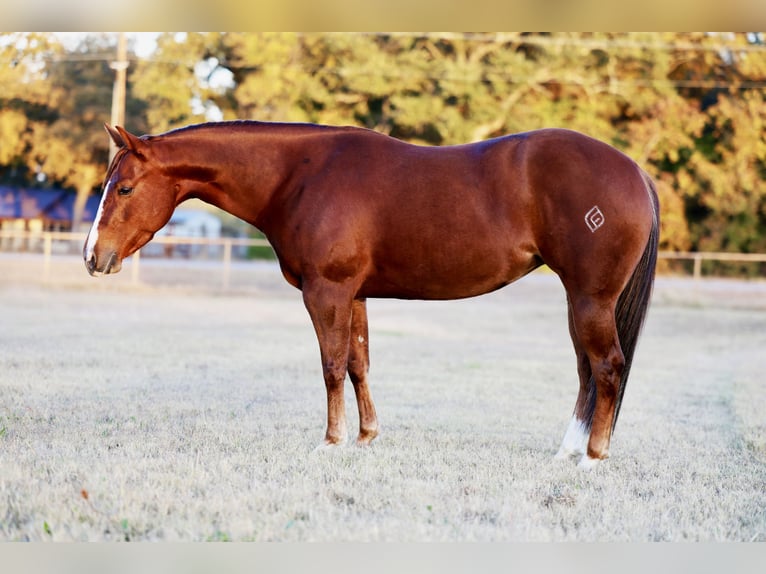 American Quarter Horse Stute 4 Jahre 145 cm Rotfuchs in Decatur