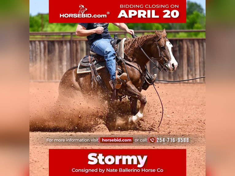 American Quarter Horse Stute 4 Jahre 145 cm Rotfuchs in Waco