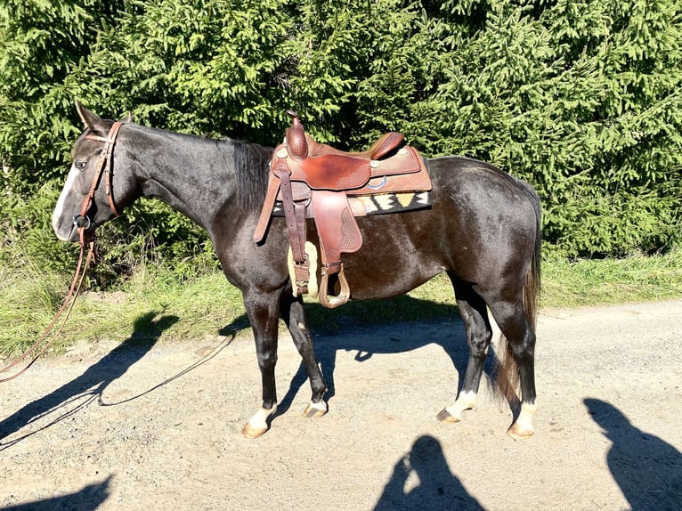 American Quarter Horse Stute 4 Jahre 145 cm Schimmel in Kammlach