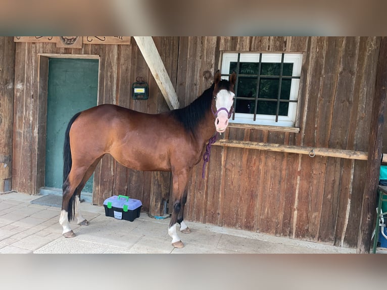 American Quarter Horse Stute 4 Jahre 145 cm in Reichertshofen