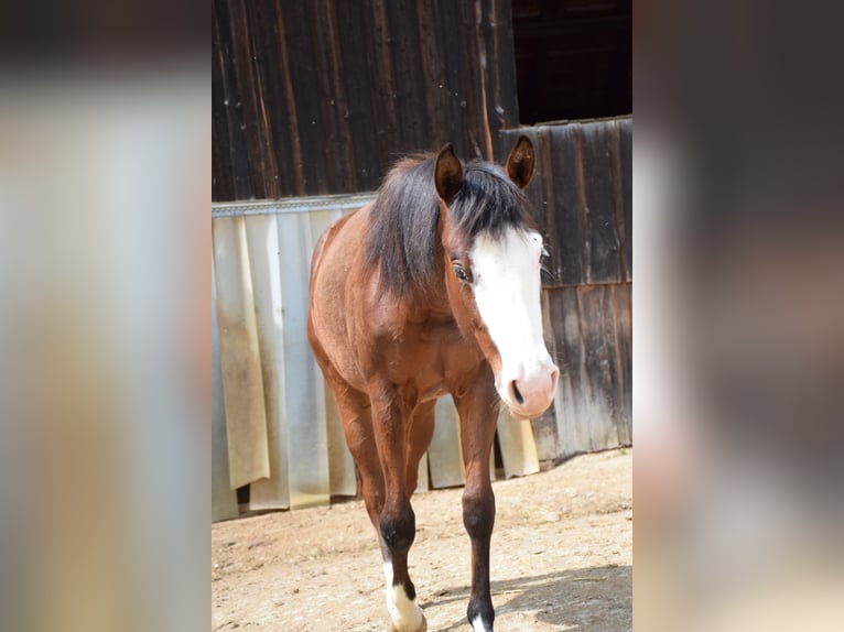 American Quarter Horse Stute 4 Jahre 145 cm in Reichertshofen