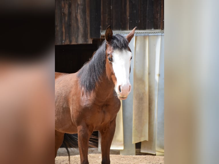 American Quarter Horse Stute 4 Jahre 145 cm in Reichertshofen