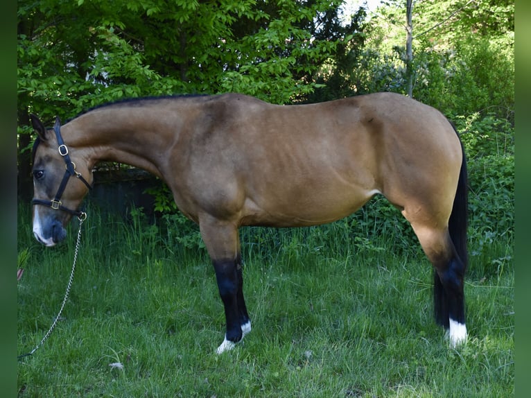 American Quarter Horse Stute 4 Jahre 146 cm Buckskin in Eschenbach in der Oberpfalz