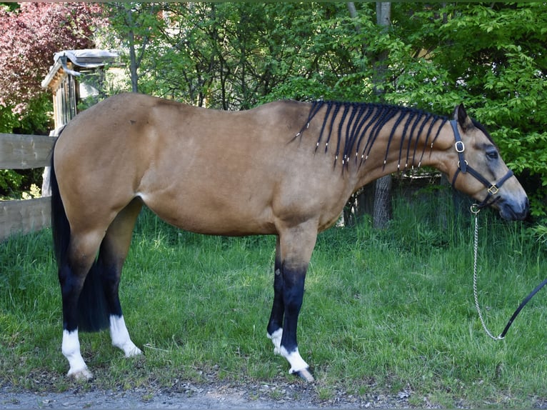 American Quarter Horse Stute 4 Jahre 146 cm Buckskin in Eschenbach in der Oberpfalz