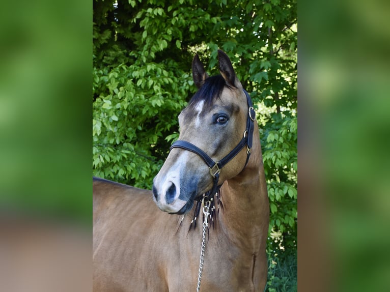 American Quarter Horse Stute 4 Jahre 146 cm Buckskin in Eschenbach in der Oberpfalz