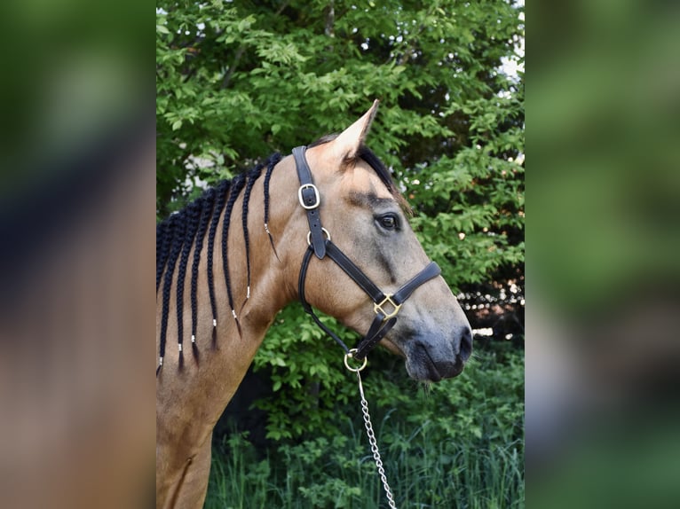 American Quarter Horse Stute 4 Jahre 146 cm Buckskin in Eschenbach in der Oberpfalz