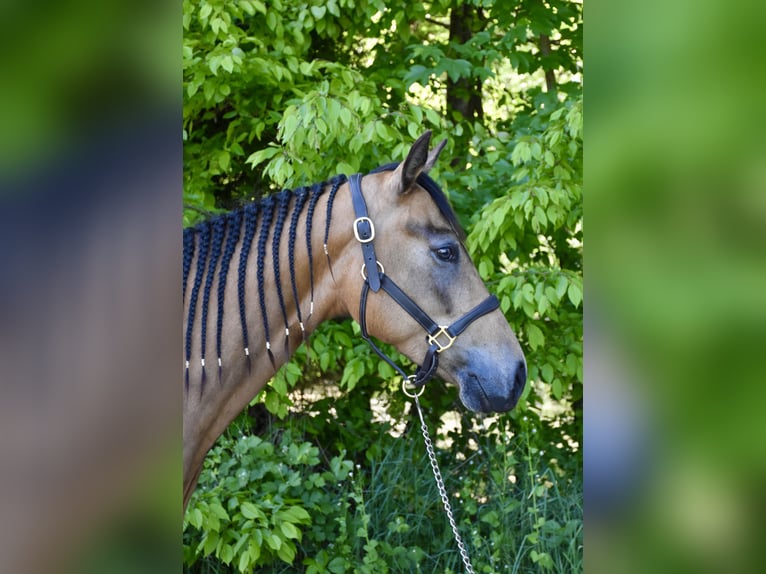 American Quarter Horse Stute 4 Jahre 146 cm Buckskin in Eschenbach in der Oberpfalz
