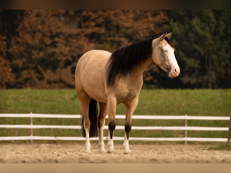 American Quarter Horse Stute 4 Jahre 146 cm Buckskin in Prestranek