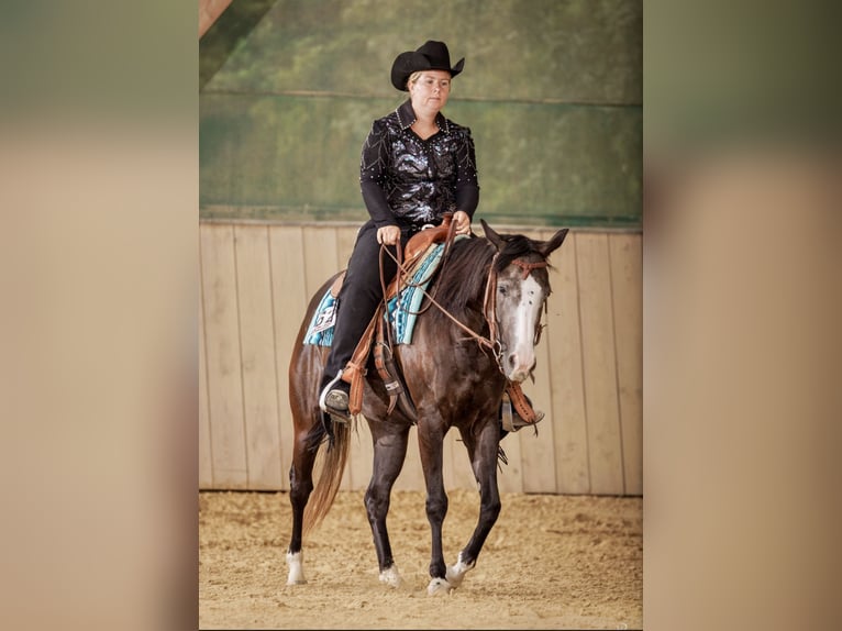 American Quarter Horse Stute 4 Jahre 146 cm  in Kammlach