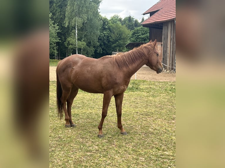 American Quarter Horse Stute 4 Jahre 146 cm Fuchs in Eschach