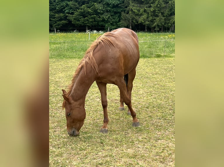 American Quarter Horse Stute 4 Jahre 146 cm Fuchs in Eschach