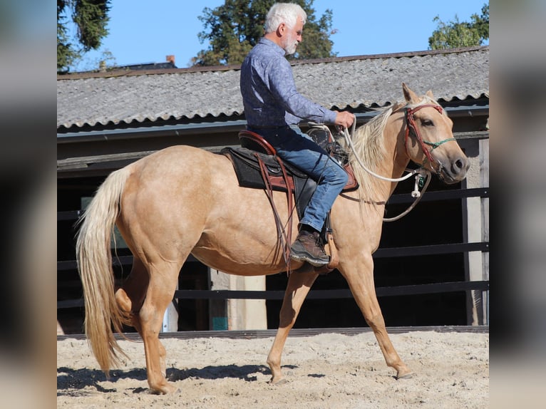 American Quarter Horse Stute 4 Jahre 146 cm Palomino in Müglitztal