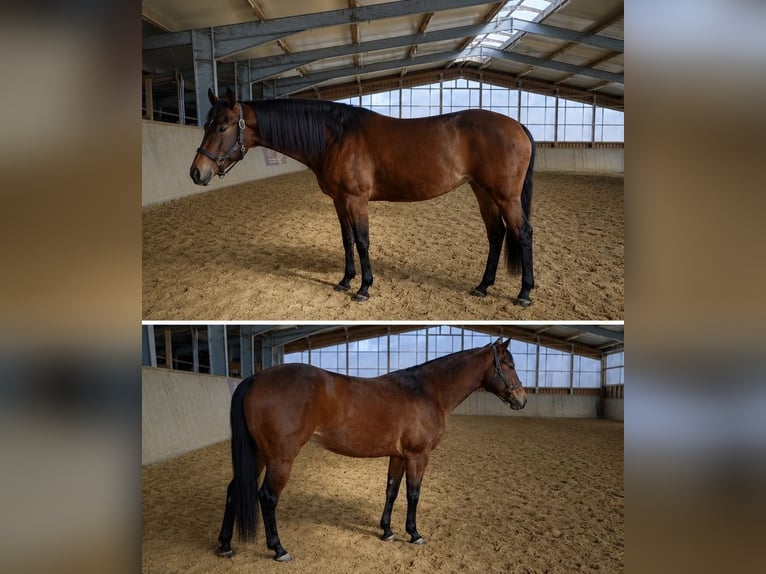 American Quarter Horse Stute 4 Jahre 147 cm Brauner in Arnbruck