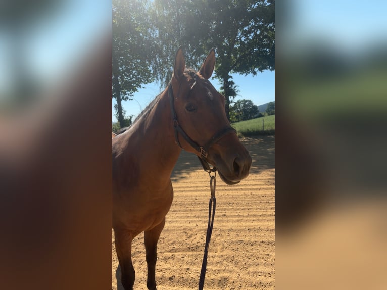 American Quarter Horse Stute 4 Jahre 147 cm Brauner in Arnbruck