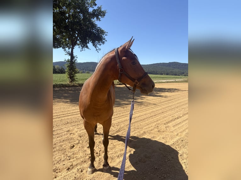 American Quarter Horse Stute 4 Jahre 147 cm Brauner in Arnbruck