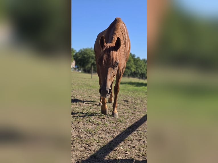 American Quarter Horse Stute 4 Jahre 147 cm Dunkelfuchs in Brunssum