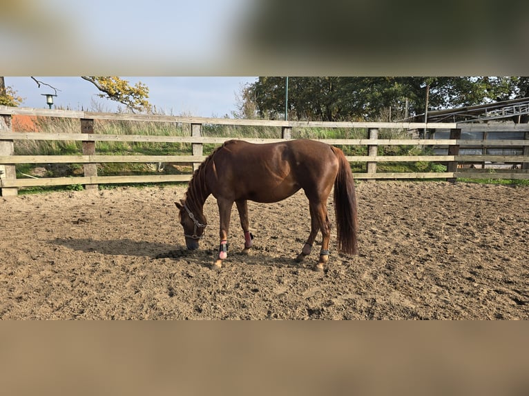 American Quarter Horse Stute 4 Jahre 147 cm Dunkelfuchs in Brunssum